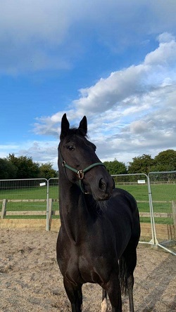 Equestrial Centre Larkhall